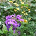96a BatCave Garden - Aug 2008